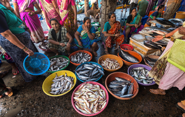 marine fisheries fish market uploaded by afbnglobal.com