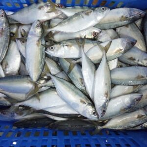 Jeelani Marine Products seafood exporter in India