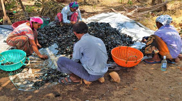 green mussel image uploaded by Afbnglobal.com 