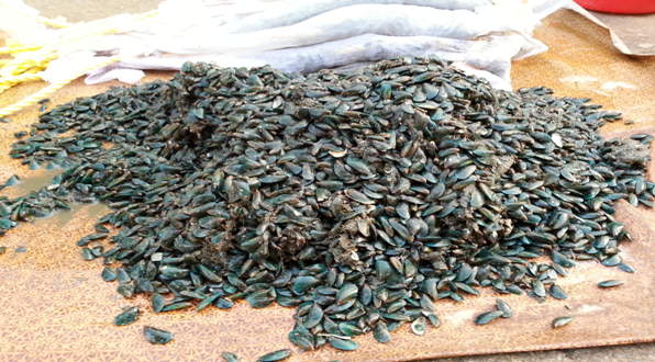 green mussel image uploaded by Afbnglobal.com 
