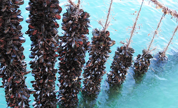 mussel farming image uploaded by Afbnglobal.com 