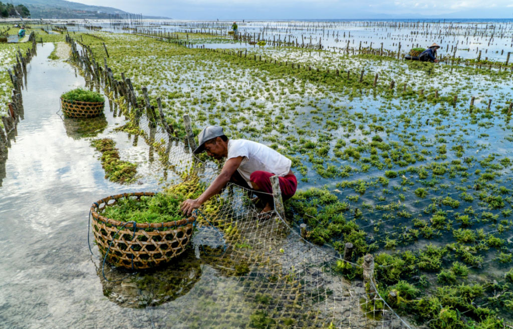 seaweed farming image uploaded by AFBNGLOBAL.COM