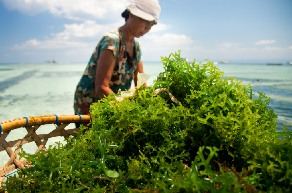 seaweed harvesting image uploaded by AFBNGLOBAL.COM