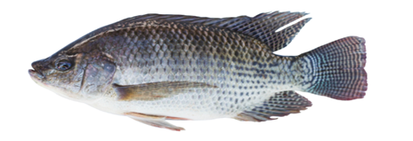 thilapia (oreochromis spp) image uploaded by Afbnglobal.com