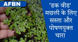 DuckWeed, affordable and nutritional fish feed